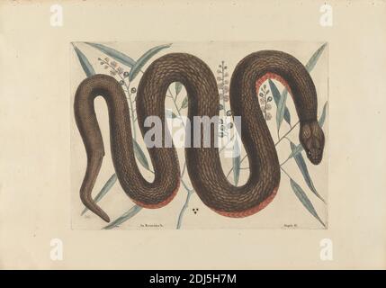 Un &c. Reinoides, Anguis &c. (The Copper-Belly Snake), Plate 46 from the 'Natural History of Carolina, Florida and the Bahama Islands', volume i, seconda edizione, Londra, 1754, Stampa realizzata da workshop di Mark Catesby, 1682–1749, British, 1754, incisione e incisione a filo con colorazione a mano ad acquerello su carta media, leggermente testurizzata, crema, foglio: 14 1/8 × 20 1/4 pollici (35.9 × 51.4 cm) e piastra: 9 7/8 × 13 3/8 pollici (25.1 × 34 cm), arte animale, serpente Foto Stock