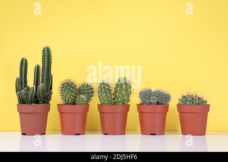 Gruppo di vari cactus interni e piante succulente in pentole Foto Stock