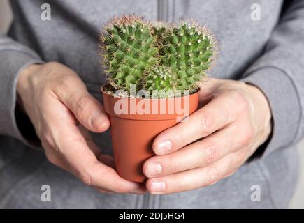 Mani dell'uomo che tengono una pentola di cactus di mammillaria Foto Stock