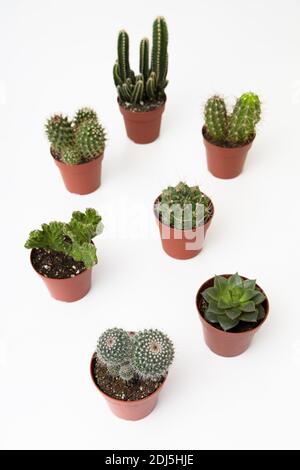 Gruppo di cactus e succulenti in vaso su un tavolo bianco Foto Stock