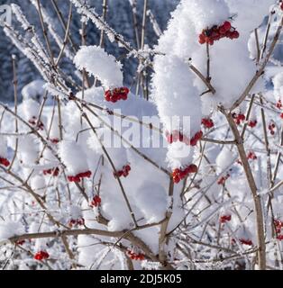 Cespuglio coperto di neve con bacche rosse. Closeup con cristalli visibili di ghiaccio e fiocchi di neve sui rami. Giorno di sole invernale. Foto Stock