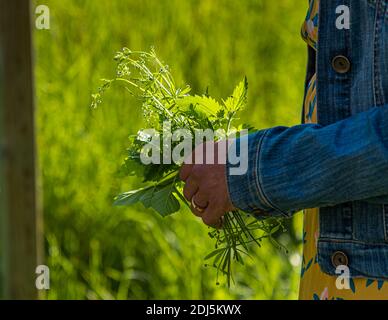 Foraggio di erbe selvatiche commestibili in un tour di andata e ritorno a Kemnath-Waldeck, Germania Foto Stock