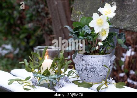 christmas garden decoration with helleborus niger and glass lantern decorated with mistletoe Stock Photo