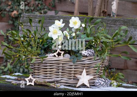 helleborus niger e mistletoe in cesto come decorazione del giardino d'inverno Foto Stock