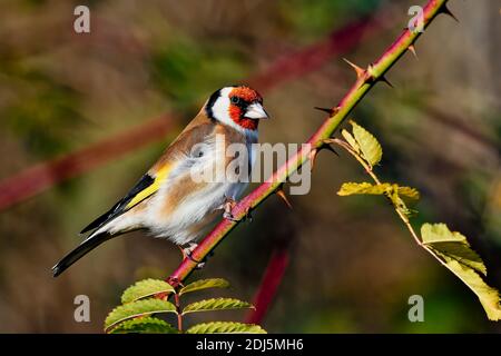 Goldfinch in una soleggiata mattina d'autunno Foto Stock