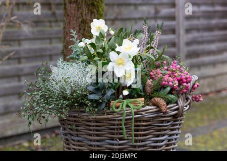 cesto con helleborus niger, brughiera, fiore di erica, mistletoe e cespuglio cuscino in giardino d'inverno Foto Stock