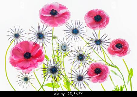 Primo piano di ranunculus e fiori africani Daisy. Foto Stock