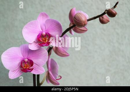 Orchidea rosa con petali delicati e sfondo verde parete, orchidea rosa fioritura con gemme macro, bellezza in natura, fiori esotici, macro fotografia Foto Stock