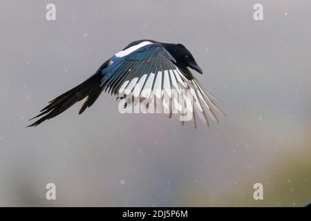 Mazza eurasiatica (Pica pica), vista laterale di un adulto in volo, Campania, Italia Foto Stock