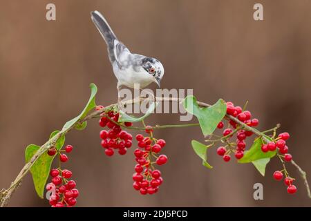 Warbler sardo (Sylvia melanocephala), vista laterale di un maschio adulto appollaiato su uno Smilax comune con bacche, Campania, Italia Foto Stock