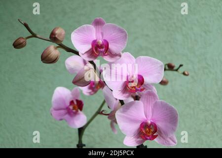 Orchidea rosa con petali delicati e sfondo verde parete, orchidea rosa fioritura con gemme macro, bellezza in natura, fiori esotici, macro fotografia Foto Stock