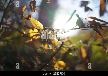 Le foglie di Autmun in colori dorati appese su un ramo Foto Stock