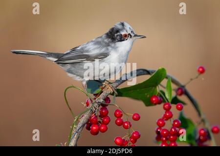 Warbler sardo (Sylvia melanocephala), vista laterale di un maschio adulto appollaiato su uno Smilax comune con bacche, Campania, Italia Foto Stock