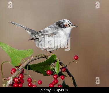 Warbler sardo (Sylvia melanocephala), vista laterale di un maschio adulto appollaiato su uno Smilax comune con bacche, Campania, Italia Foto Stock