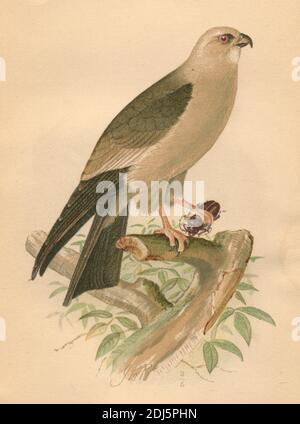Plate 02, The Mississippi Kite - Chromolithographed Plate del 1893 libro "The Hawks and Owls of the United States in their relation to Agriculture" Foto Stock
