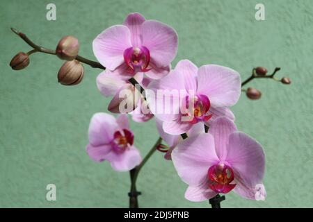 Orchidea rosa con petali delicati e sfondo verde parete, orchidea rosa fioritura con gemme macro, bellezza in natura, fiori esotici, macro fotografia Foto Stock