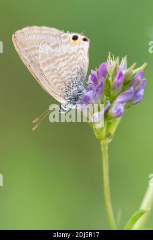 Blu a coda lunga (Lampides boeticus), vista laterale di un adulto arroccato su un fiore di Alfalfa (Medicago sativa), Campania, Italia Foto Stock