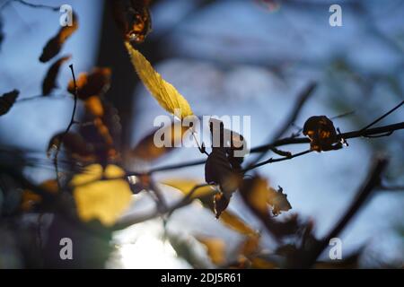 Le foglie di Autmun in colori dorati appese su un ramo Foto Stock