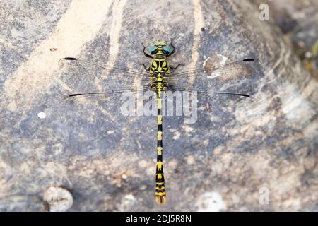 Piccola pincertail (Onychogomphus forcipatus), adulto su una pietra vista dall'alto, Campania, Italia Foto Stock