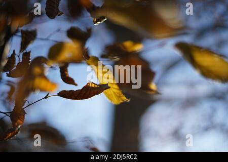 Le foglie di Autmun in colori dorati appese su un ramo Foto Stock