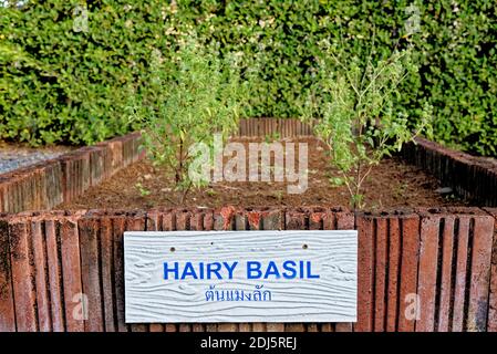 Basilico peloso o albero di Ocimum basilicum - erbe e ingredienti Per cucinare in cibo tailandese Foto Stock