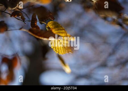 Le foglie di Autmun in colori dorati appese su un ramo Foto Stock