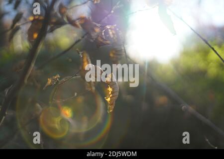 Le foglie di Autmun in colori dorati appese su un ramo Foto Stock