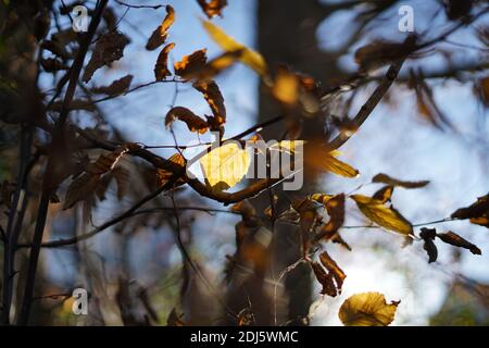 Le foglie di Autmun in colori dorati appese su un ramo Foto Stock