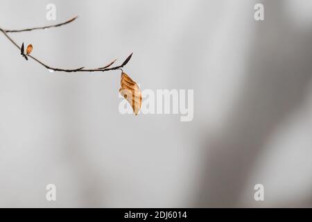 Misty mattina a Bellmunt, Osona Foto Stock