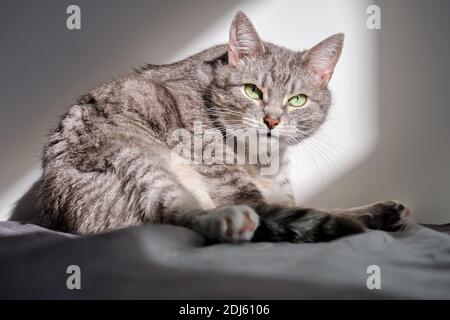 Gray Fun Cat si siede sul letto in camera e guarda la fotocamera con gli occhi verdi Foto Stock