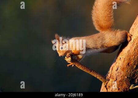 Scoiattolo rosso Sciurus vulgaris, nella pineta scozzese, Aberdeenshire, Scozia Foto Stock