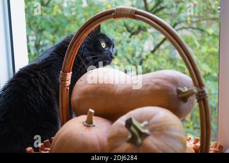 Gatto nero con zucche sulla finestra. Foto Stock