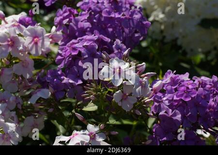 Multi-colore di phlox nella foto. Phlox paniculata, cadono phlox, giardino phlox, phlox perenni. Frammento di un giardino estivo in fiore. Foto Stock