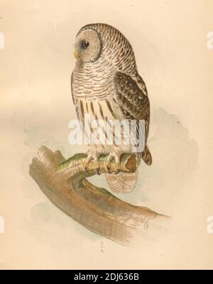 Plate 22, The Barred Owl - Chromolithographed Plate del 1893 libro "The Hawks and Owls of the United States in their relation to Agriculture" Foto Stock