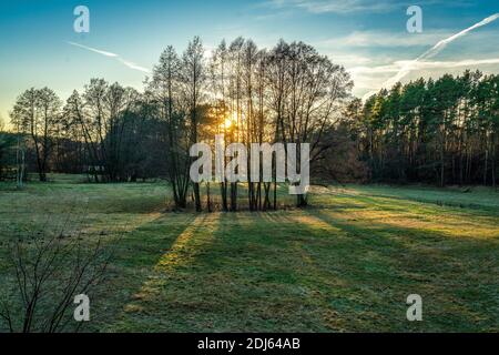 Il sole tramonta su un verde prato invernale e alcuni birch vicino a Basdorf, Brandeburgo Foto Stock