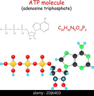 Adenosina trifosfato. Formula strutturale chimica e modello di molecola di ATP. Illustrazione vettoriale Illustrazione Vettoriale