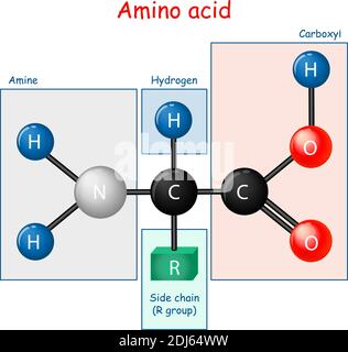 Aminoacido. Formula strutturale e modello di molecola. Diagramma vettoriale per uso educativo e scientifico Illustrazione Vettoriale