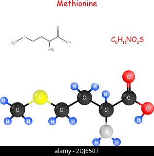 La metionina è un aminoacido essenziale per la biosintesi delle proteine. Formula strutturale chimica e modello di molecola. Illustrazione Vettoriale