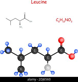 La leucina è un aminoacido essenziale per la biosintesi delle proteine. Formula strutturale chimica e modello di molecola. C6H13NO2. Vettore Illustrazione Vettoriale