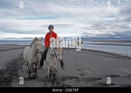Equitazione islandese cavalli sulla spiaggia sabbiosa, Husey, Islanda Foto Stock