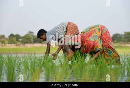 Barpeta, India. 11 dicembre 2020. Coltivatore che pianta riso biologico risone in un campo fangoso risone a Barbeta, India. Foto Stock