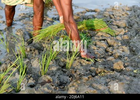 Barpeta, India. 11 dicembre 2020. Coltivatore che pianta riso biologico risone in un campo fangoso risone a Barbeta, India. Foto Stock