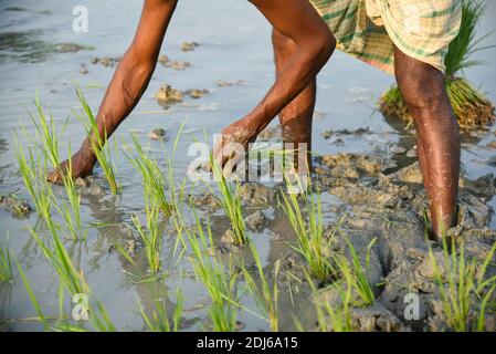 Barpeta, India. 11 dicembre 2020. Coltivatore che pianta riso biologico risone in un campo fangoso risone a Barbeta, India. Foto Stock