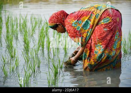 Barpeta, India. 11 dicembre 2020. Coltivatore che pianta riso biologico risone in un campo fangoso risone a Barbeta, India. Foto Stock