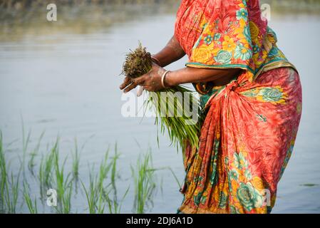 Barpeta, India. 11 dicembre 2020. Coltivatore che pianta riso biologico risone in un campo fangoso risone a Barbeta, India. Foto Stock