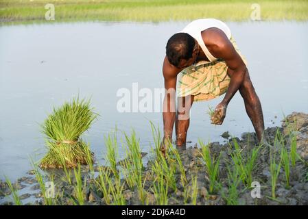 Barpeta, India. 11 dicembre 2020. Coltivatore che pianta riso biologico risone in un campo fangoso risone a Barbeta, India. Foto Stock