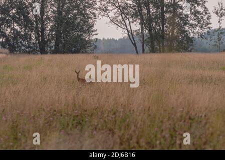 cervi in una lunga sala guardando i dintorni e si pronto a nascondersi nei cespugli più vicini Foto Stock