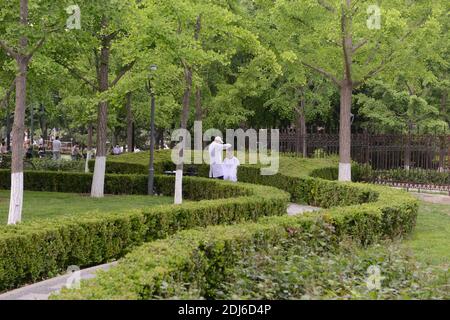 Un uomo ottiene un taglio di capelli da un barbiere pop-up sotto gli alberi di ginkgo in un parco a Pechino, Cina Foto Stock