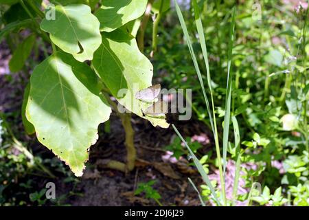 Due farfalle di pansy limone su foglia di melanzane Foto Stock