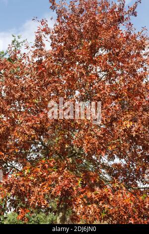 Quercus palustris in autunno. Foto Stock